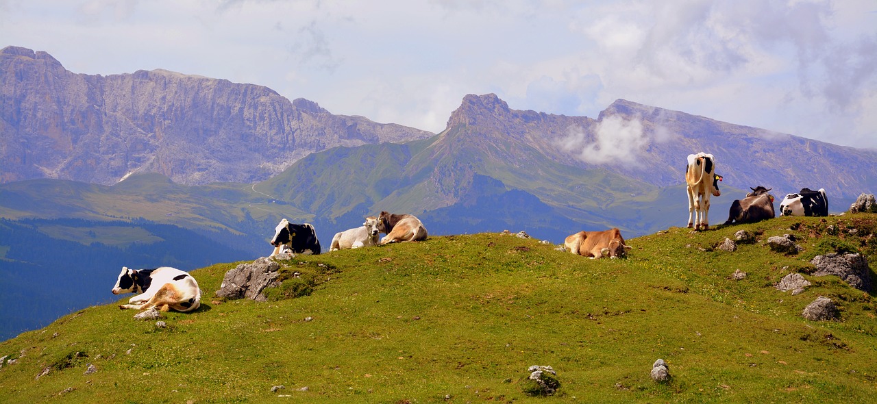 cow dolomites rest free photo