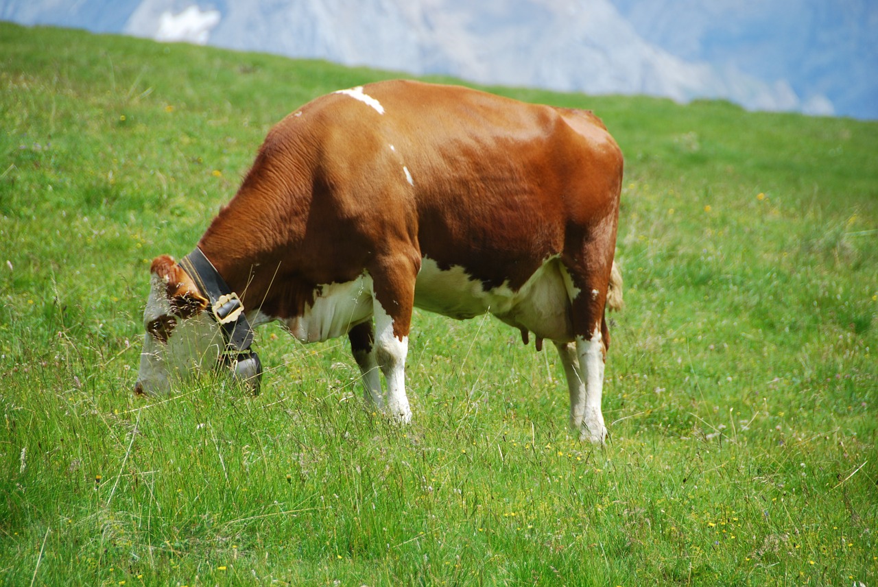 cow pasture prato free photo