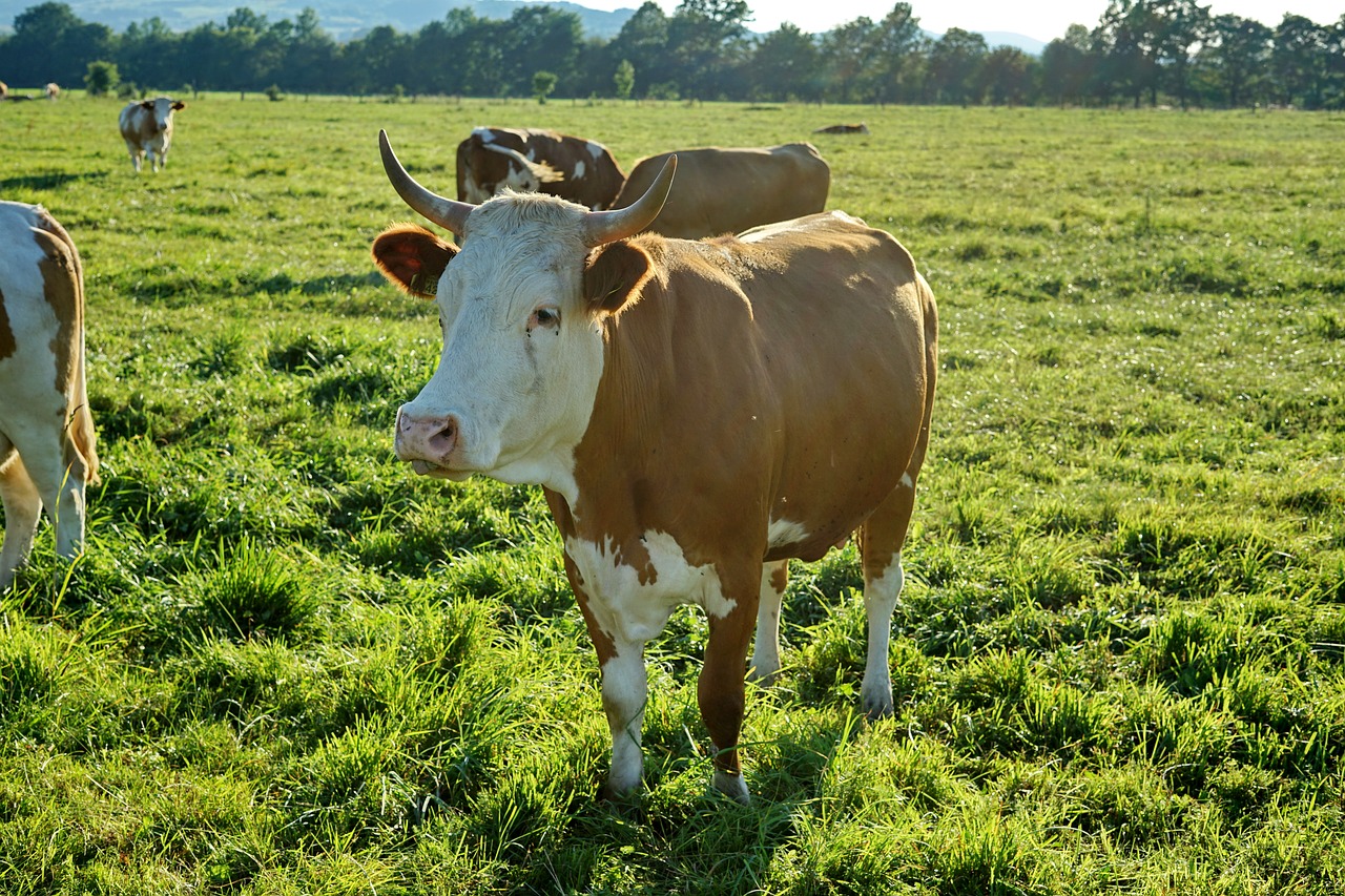 cow green meadow free photo