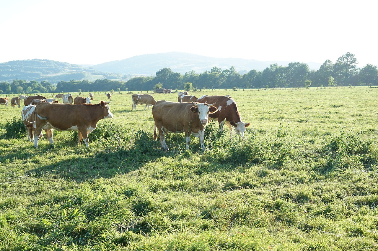 cow cows farm free photo