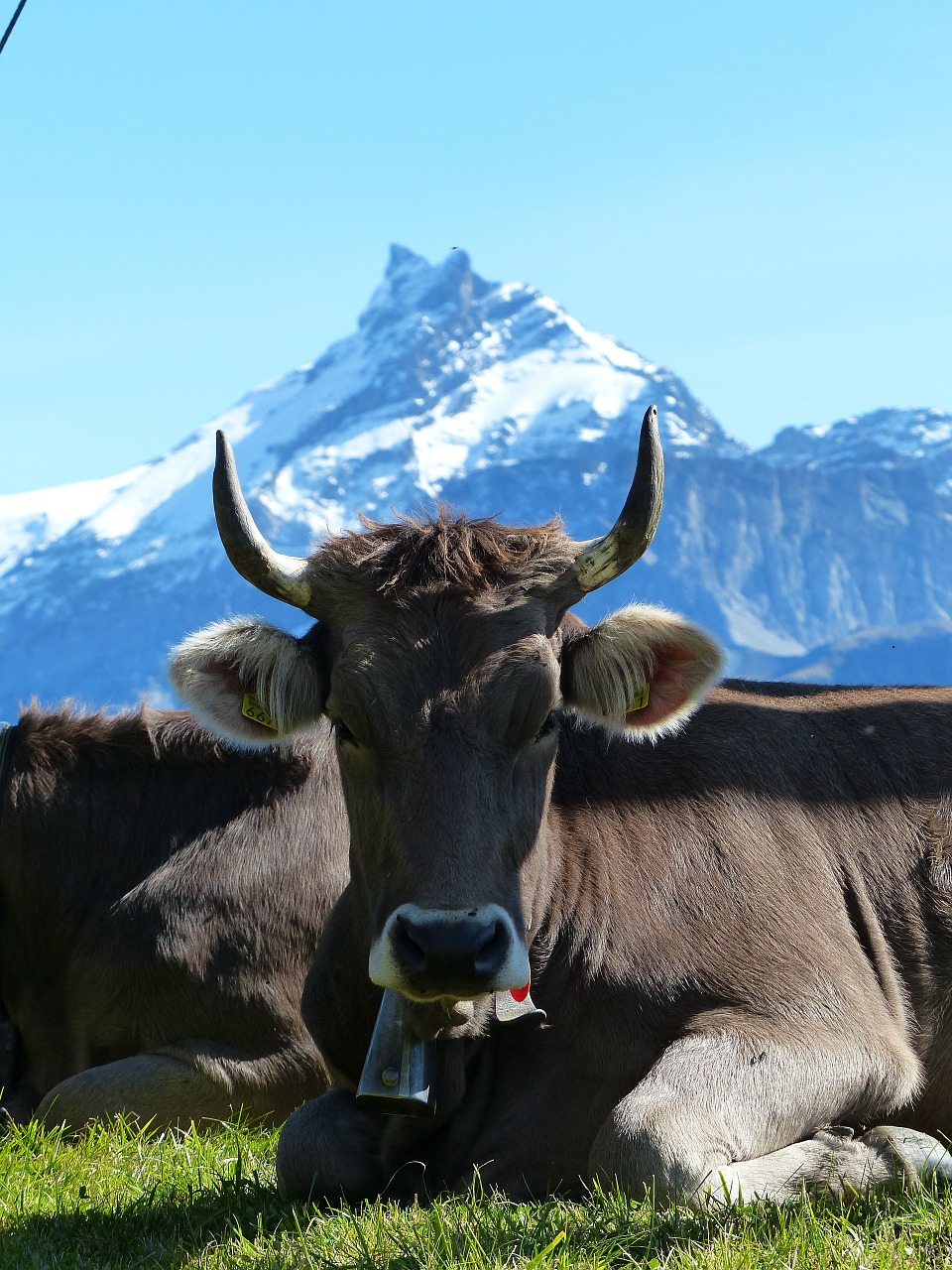 cow horns alpine free photo