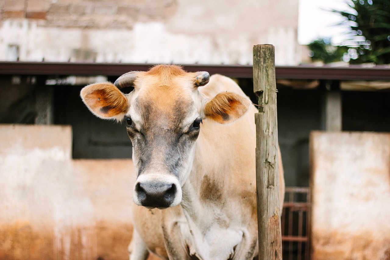 cow cattle calf free photo