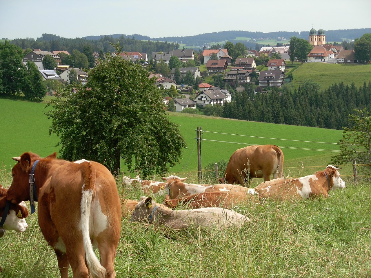 cow landscape germany free photo