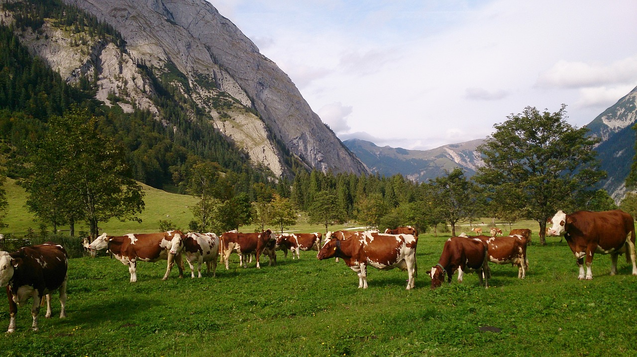 cow kühe landschaft free photo
