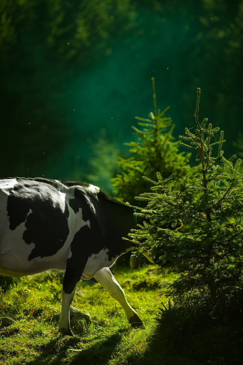 cow animal herbivore free photo
