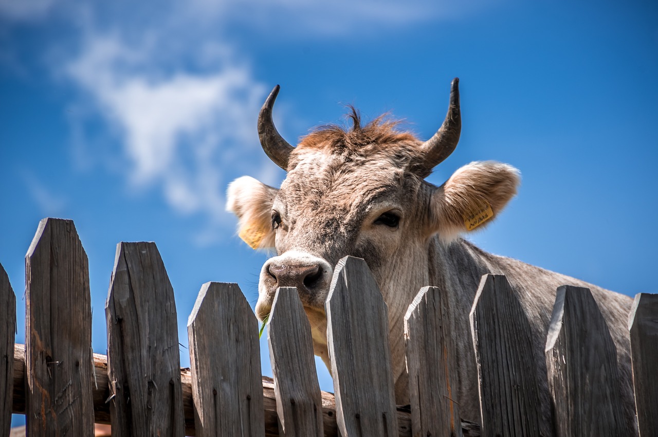 cow animal fence free photo
