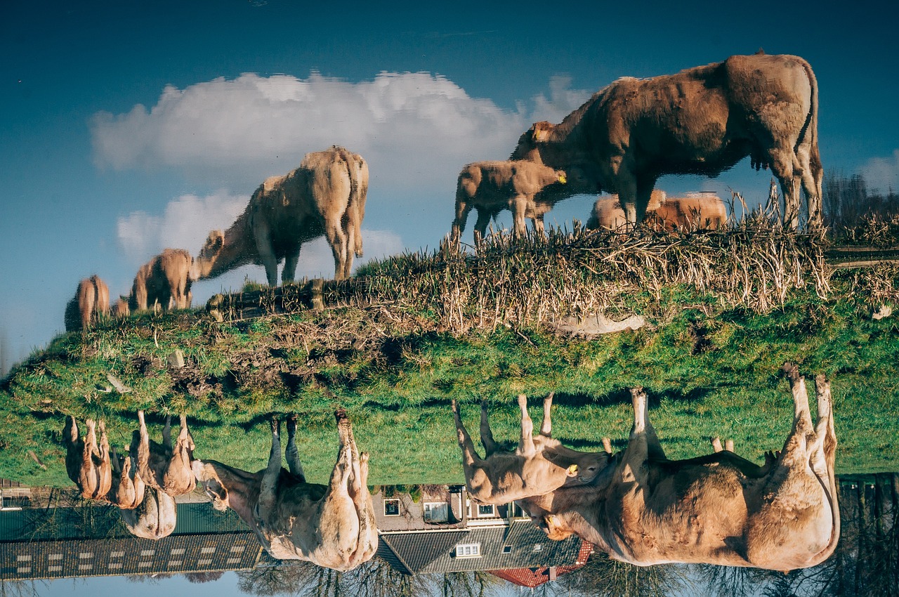 cow calf cattle free photo