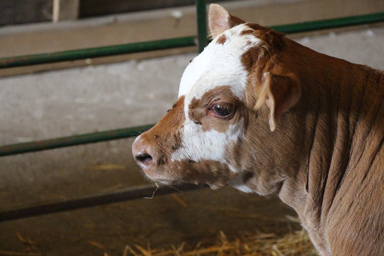 cow calf head free photo