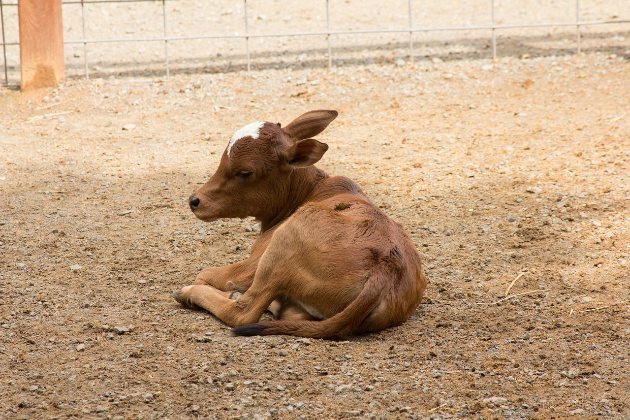 cow calf baby free photo