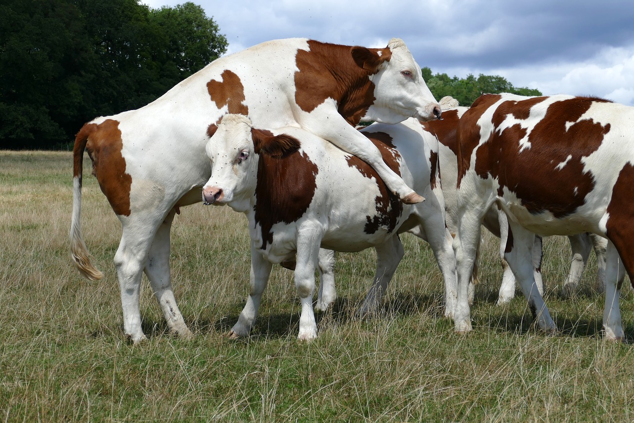 cow beef cattle free photo