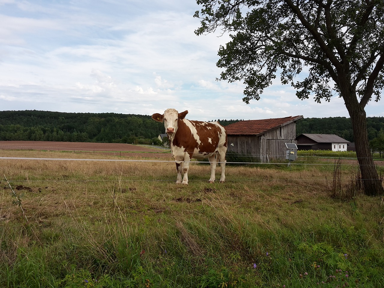 cow summer pasture free photo