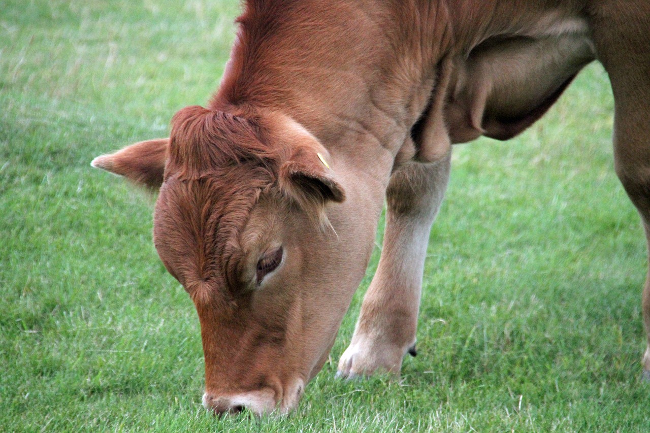 cow eating animal free photo