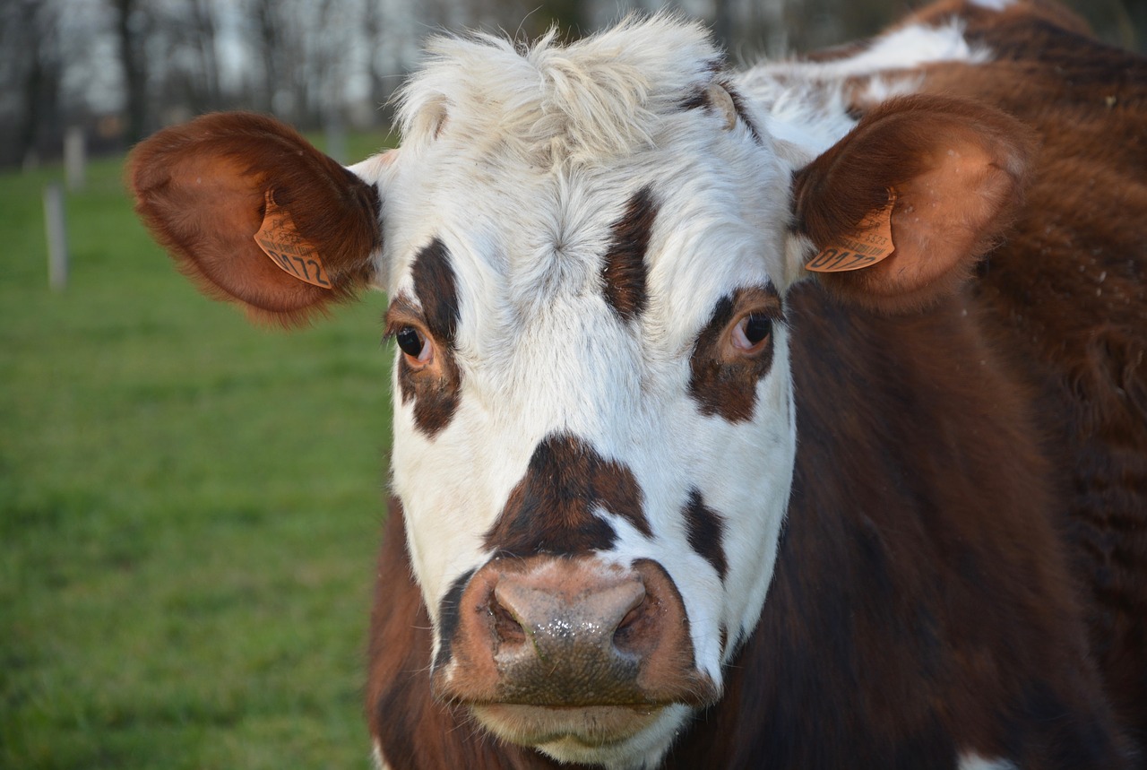 cow normande cow head free photo