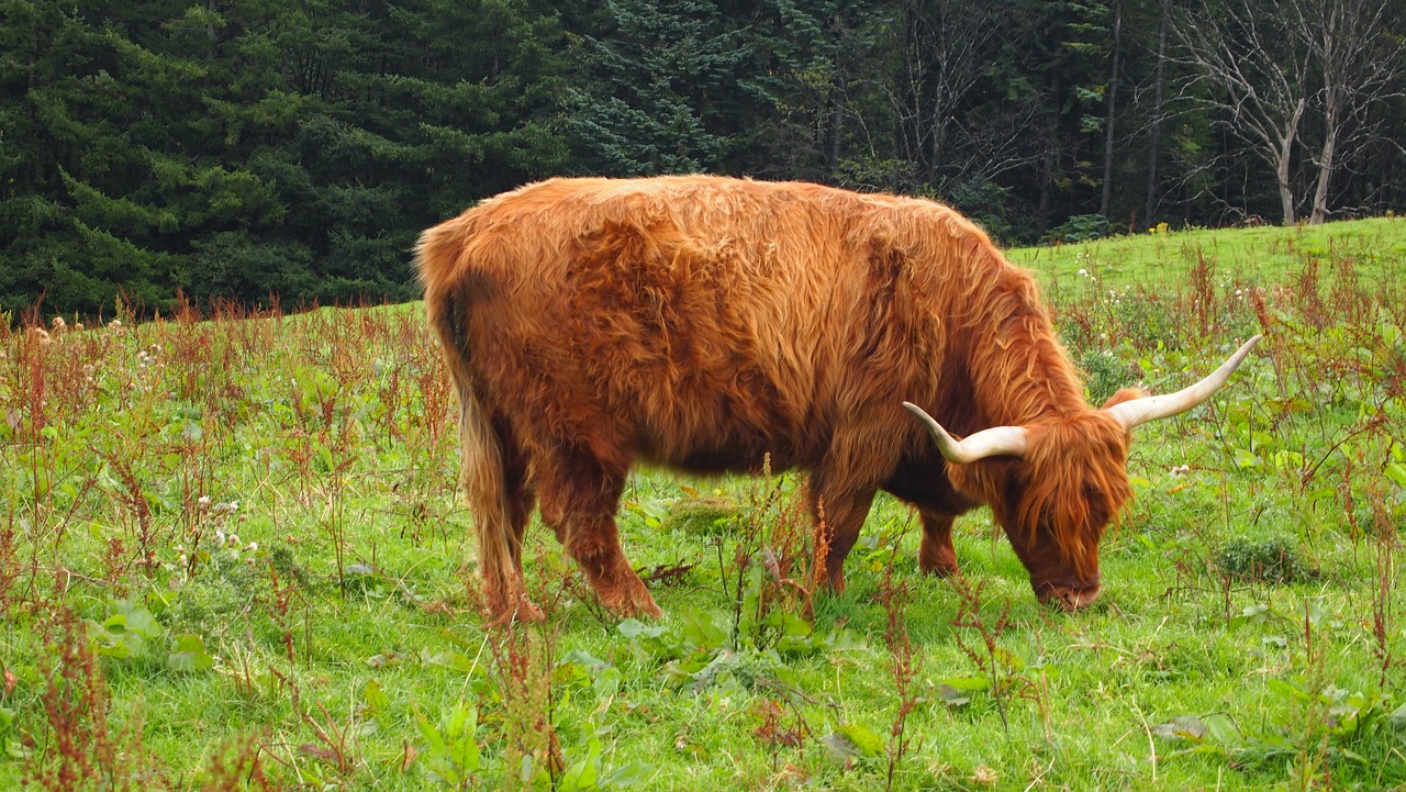 cow scotland animal free photo