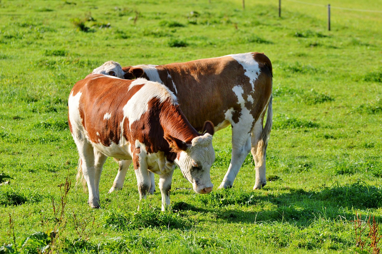 cow beef ruminant free photo