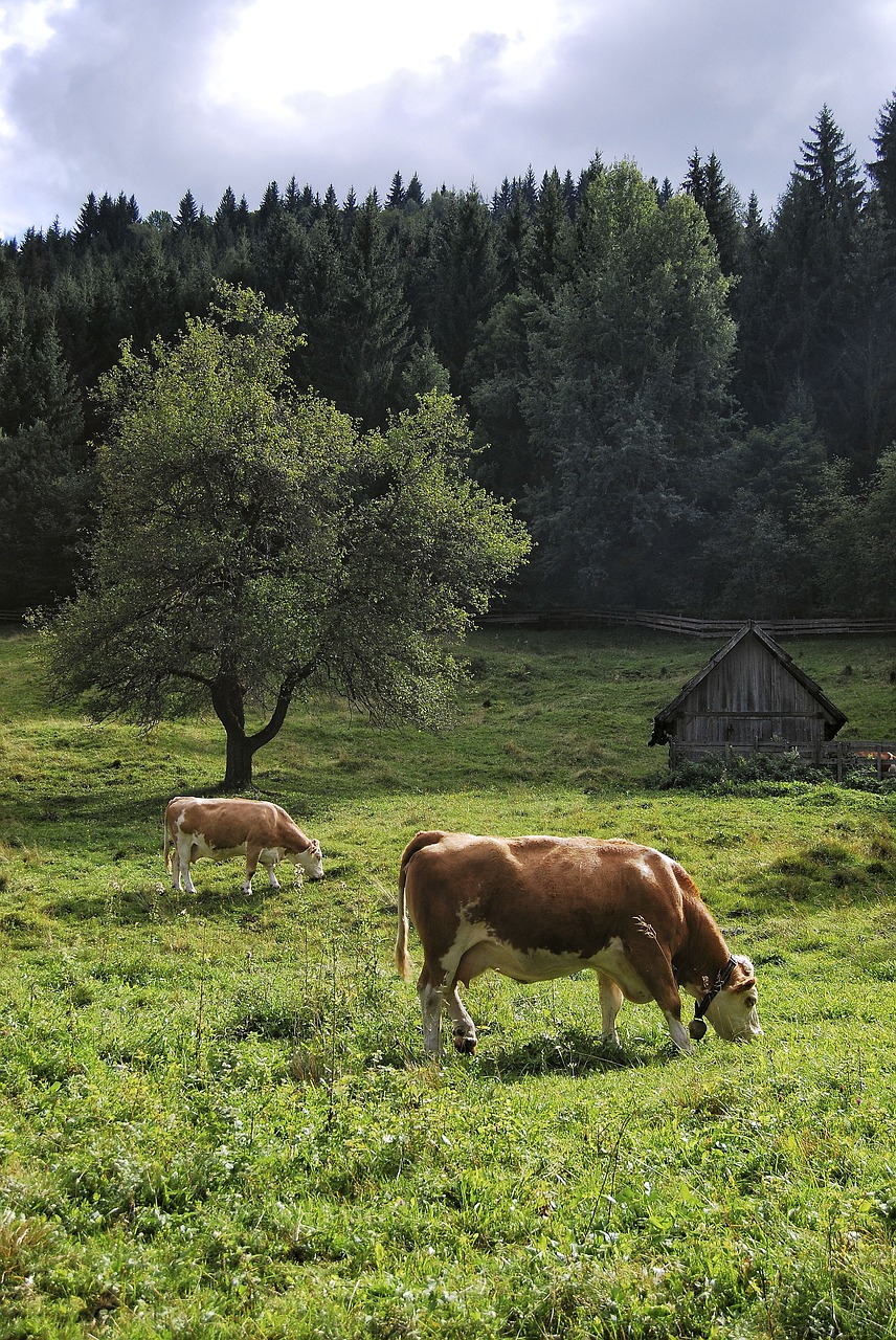 cow alm forest free photo