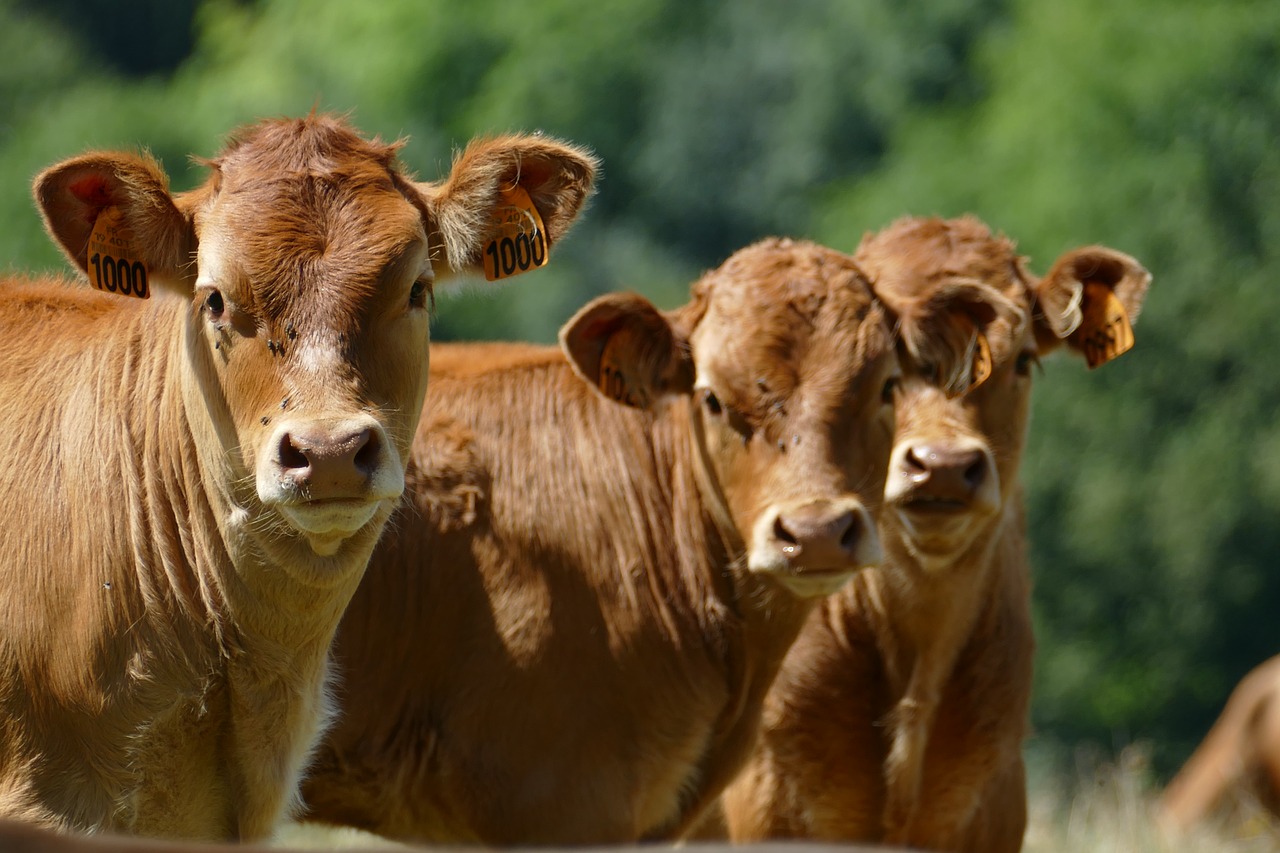 cow calf young free photo