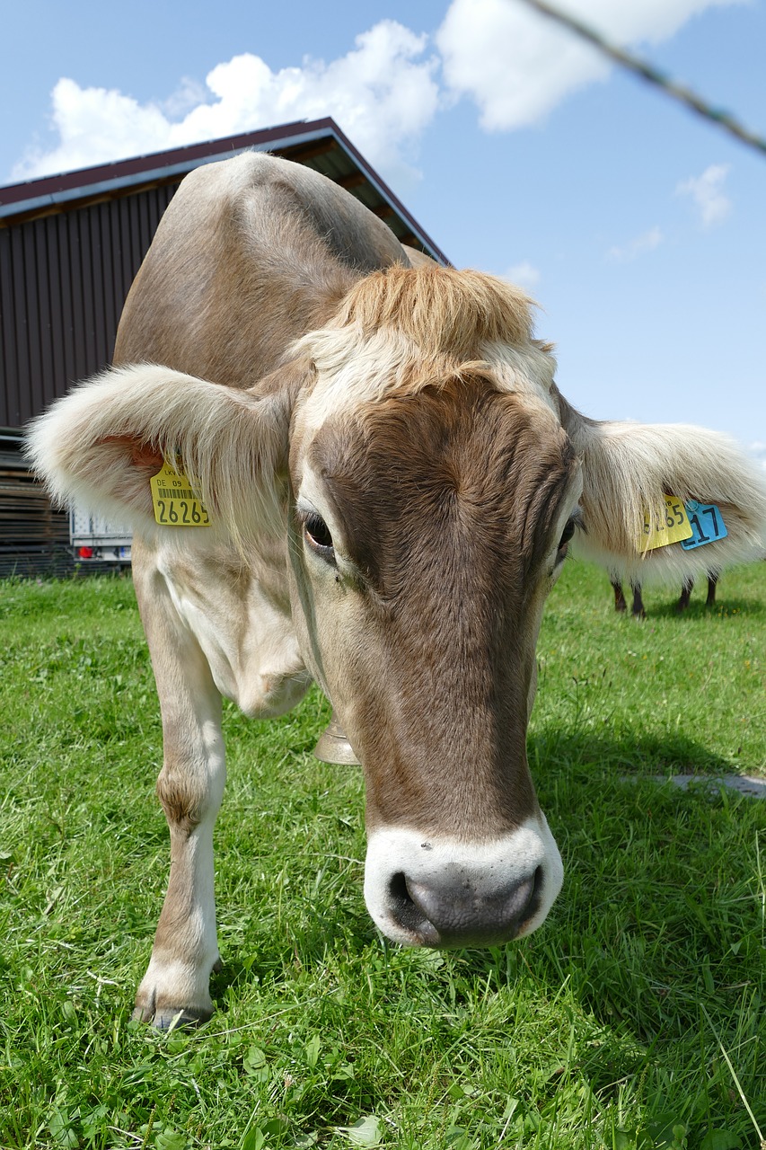 cow cattle allgäu free photo