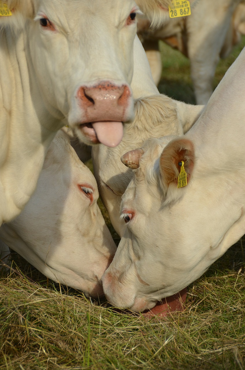 cow animal cows free photo