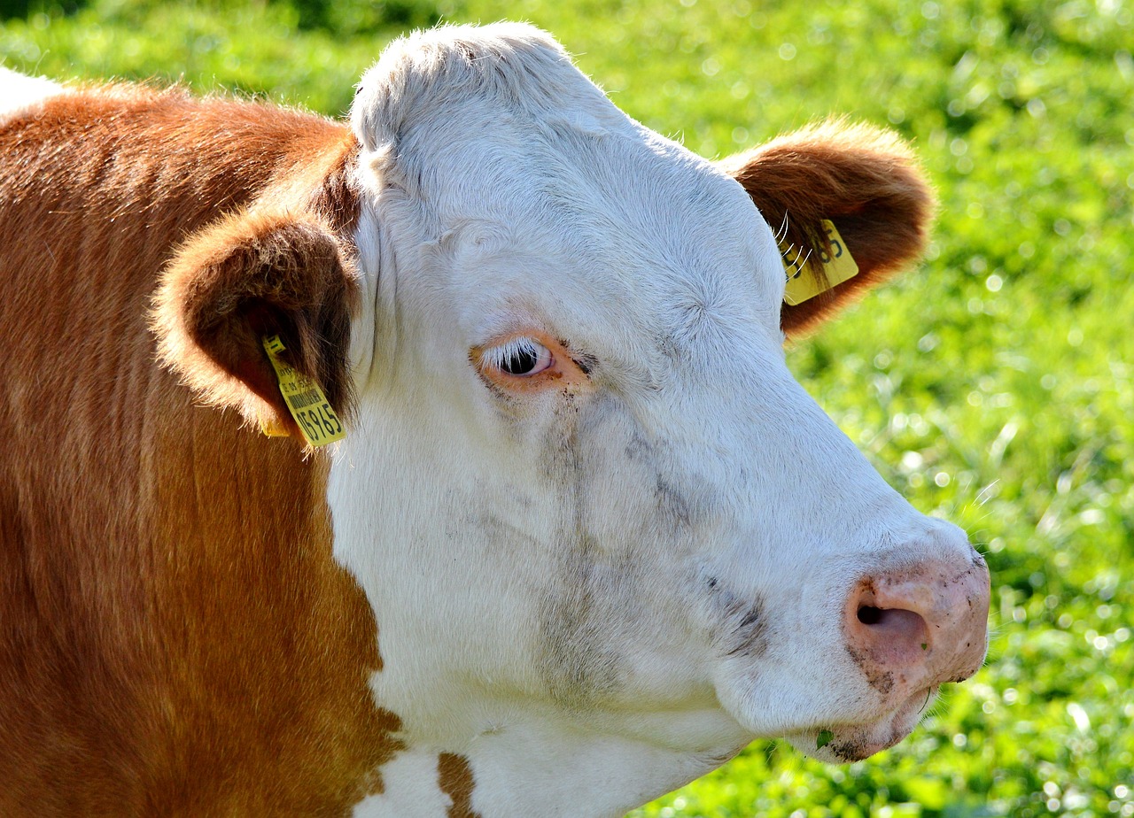 cow beef ruminant free photo