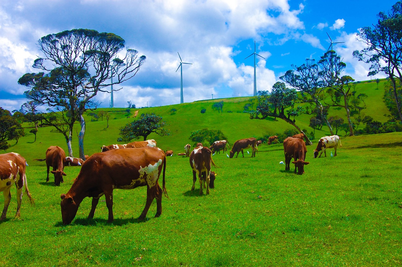 cow srilanka animal free photo