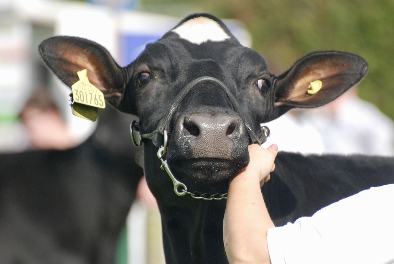 Cow,ears,head,free pictures, free photos - free image from needpix.com