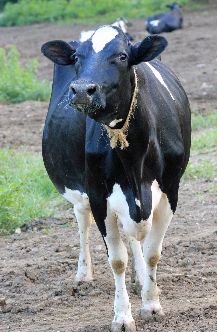 cow dairy farm free photo