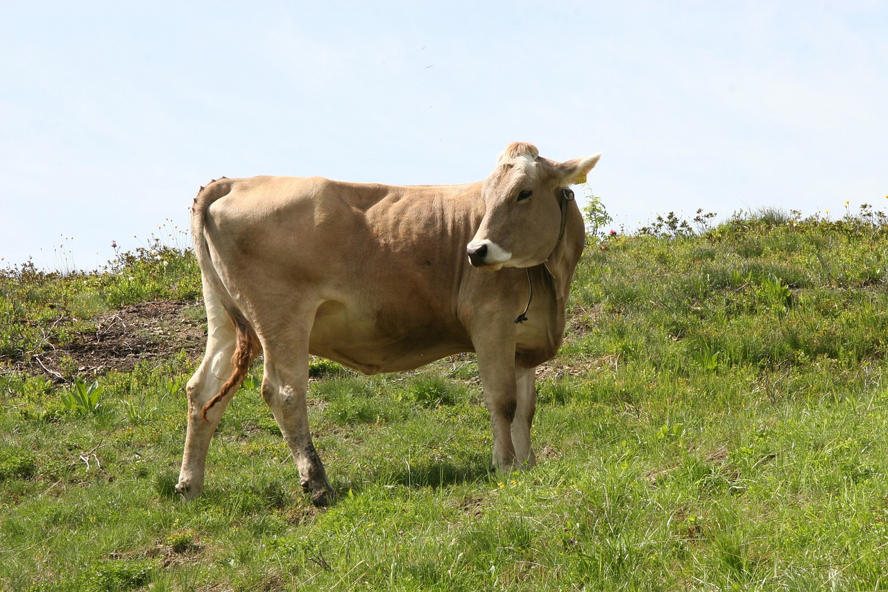 cow review cattle free photo