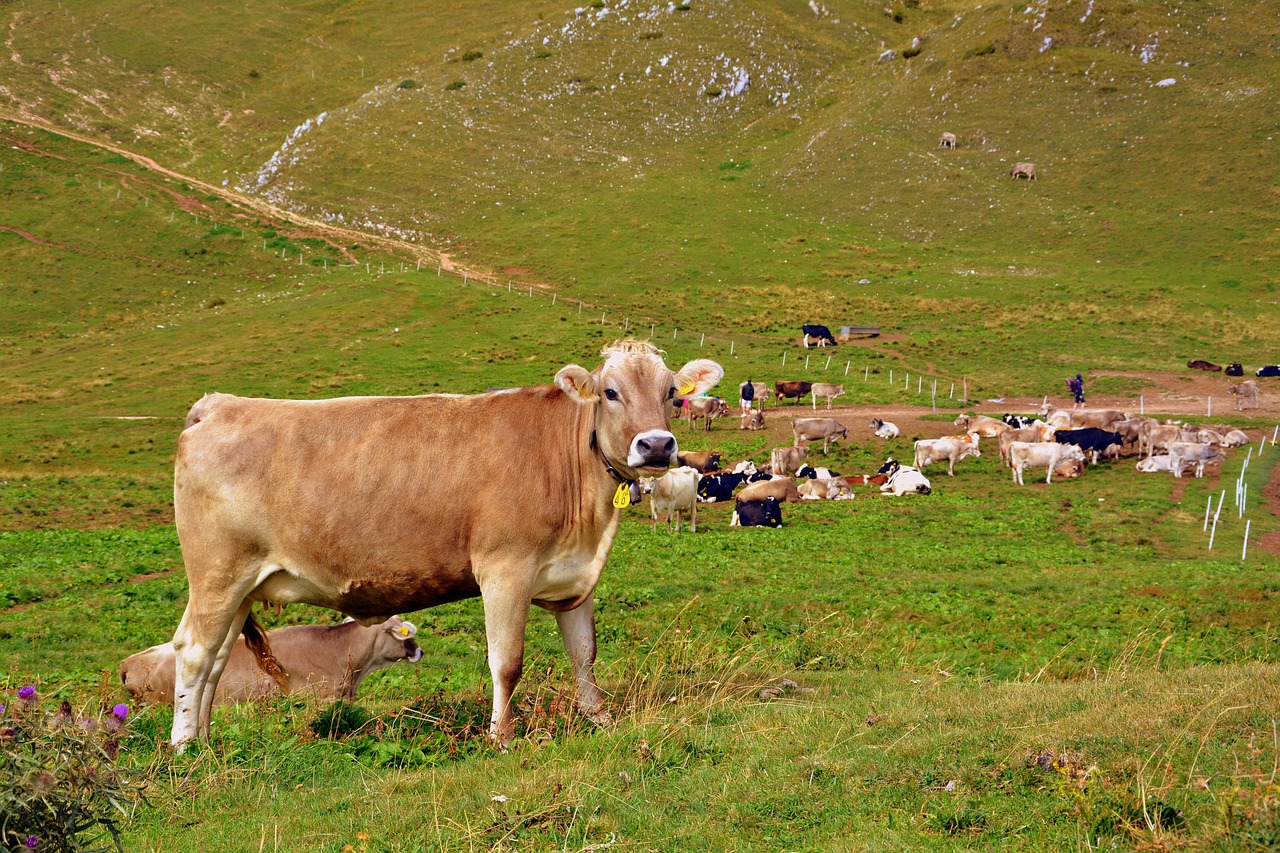 cow prato mountain free photo