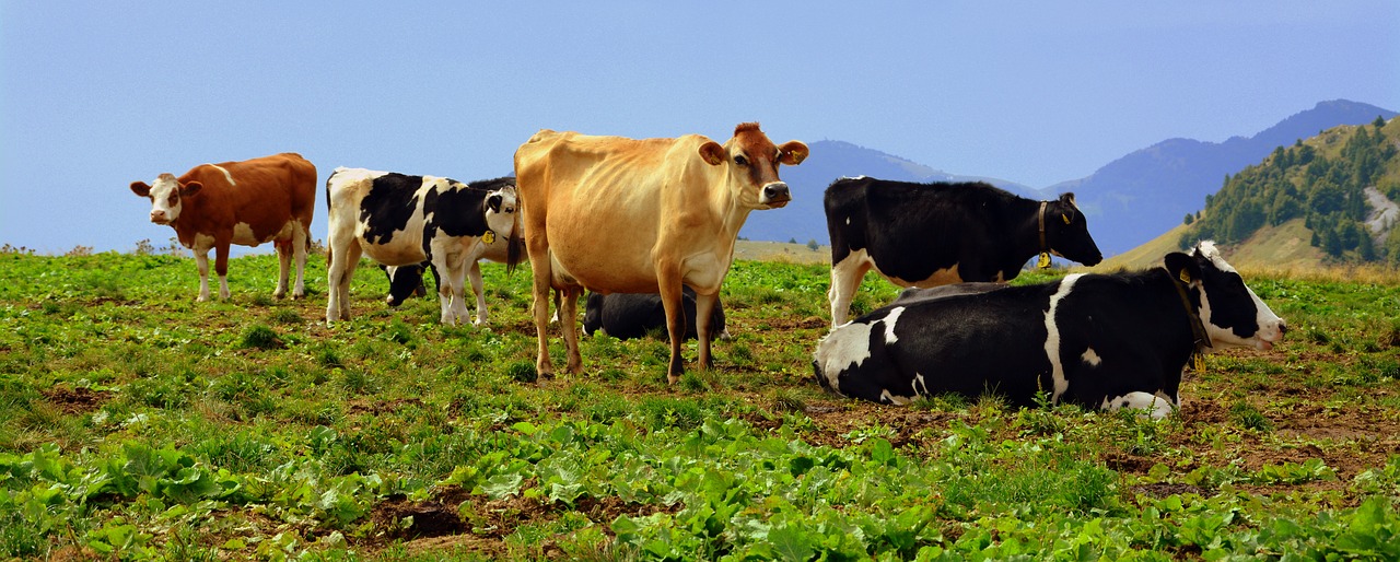 cow prato mountain free photo