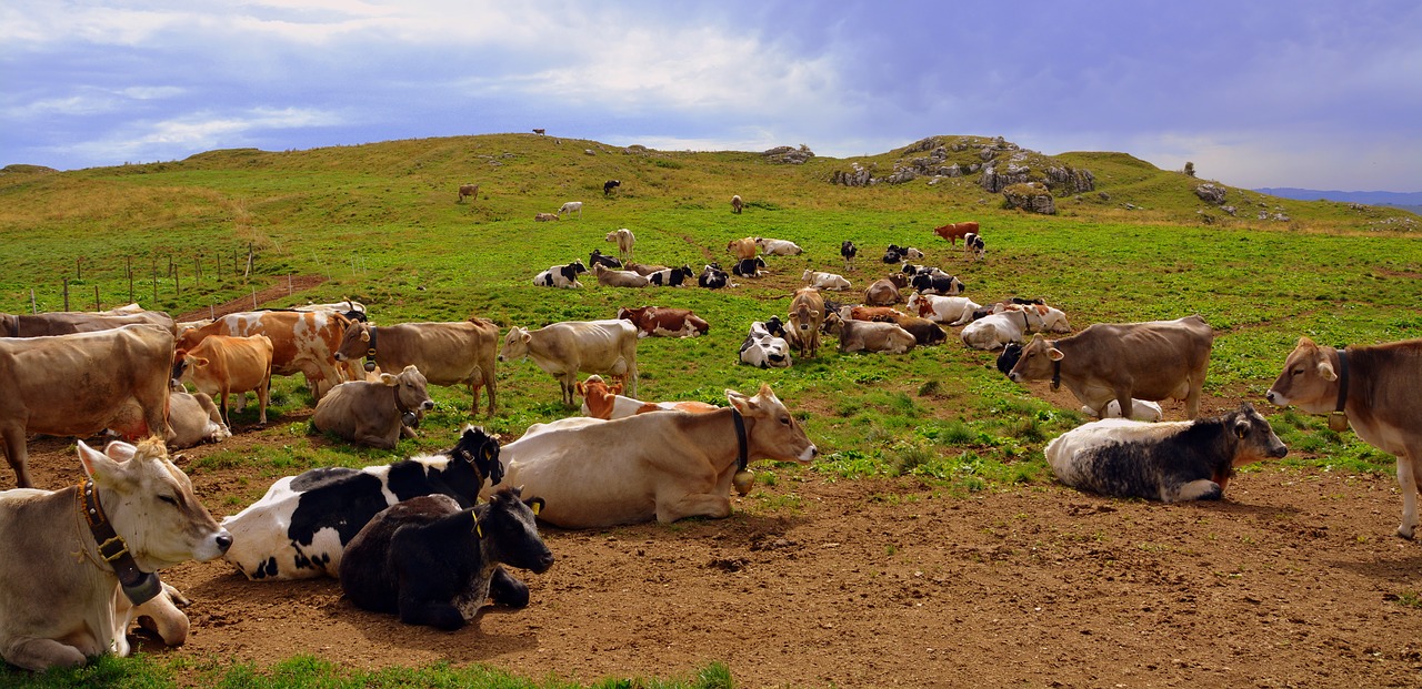 cow prato mountain free photo