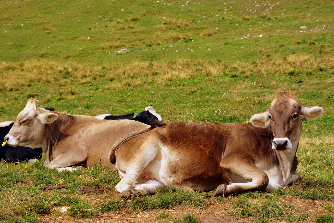 cow prato mountain free photo