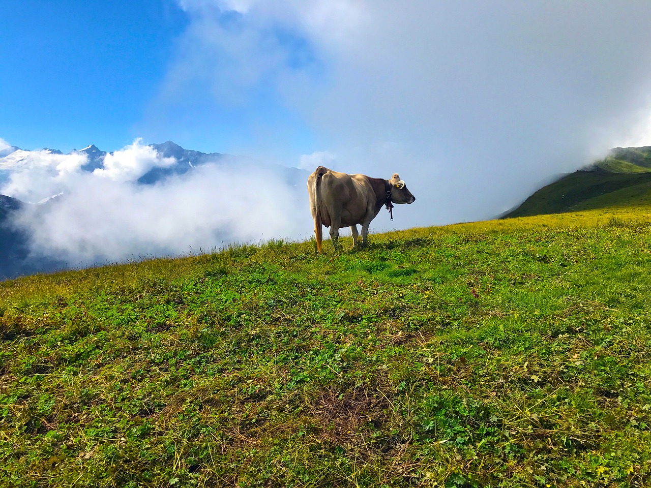 cow mountains landscape free photo