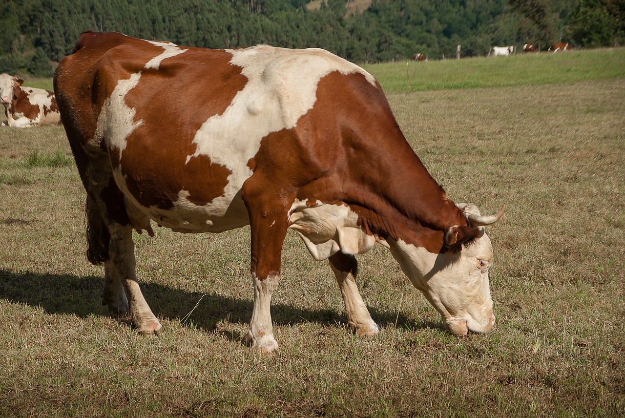 cow pasture ruminant free photo