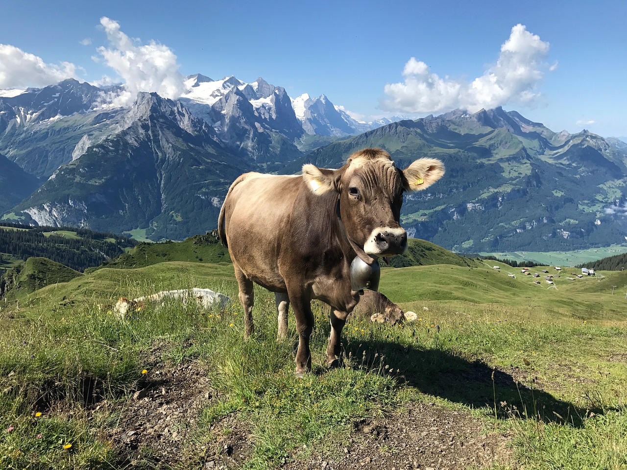 cow mountains pasture free photo