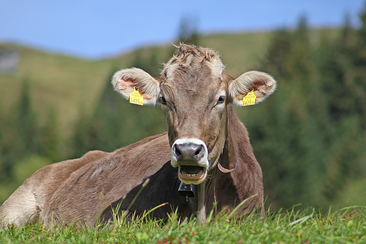 cow agriculture nature free photo