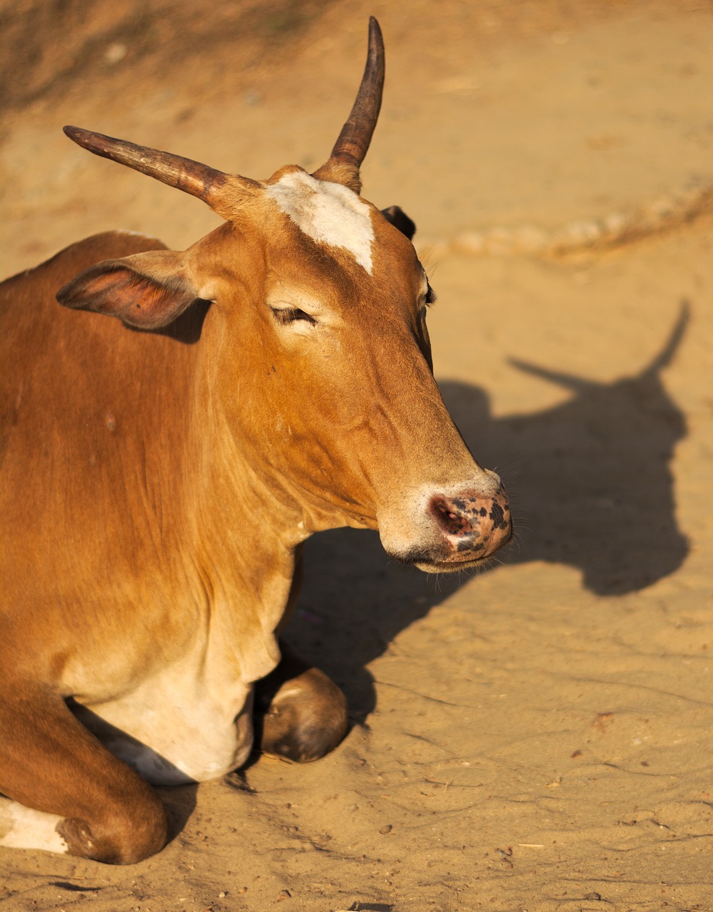 cow animal head free photo