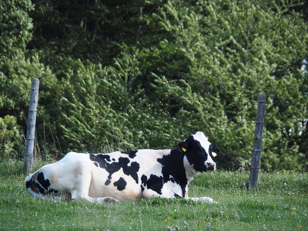 cow calf pasture free photo