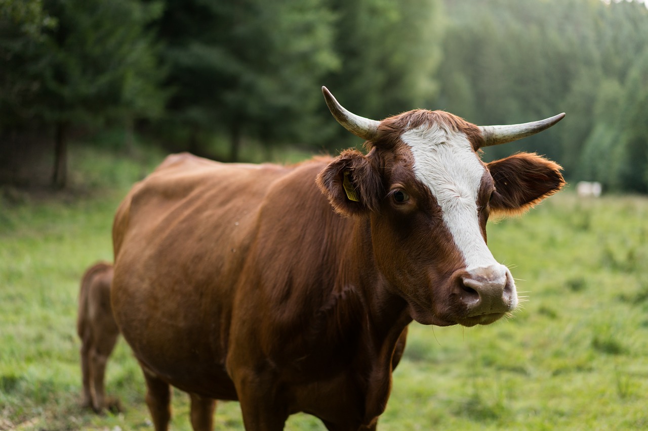 cow abendstimmung pasture free photo