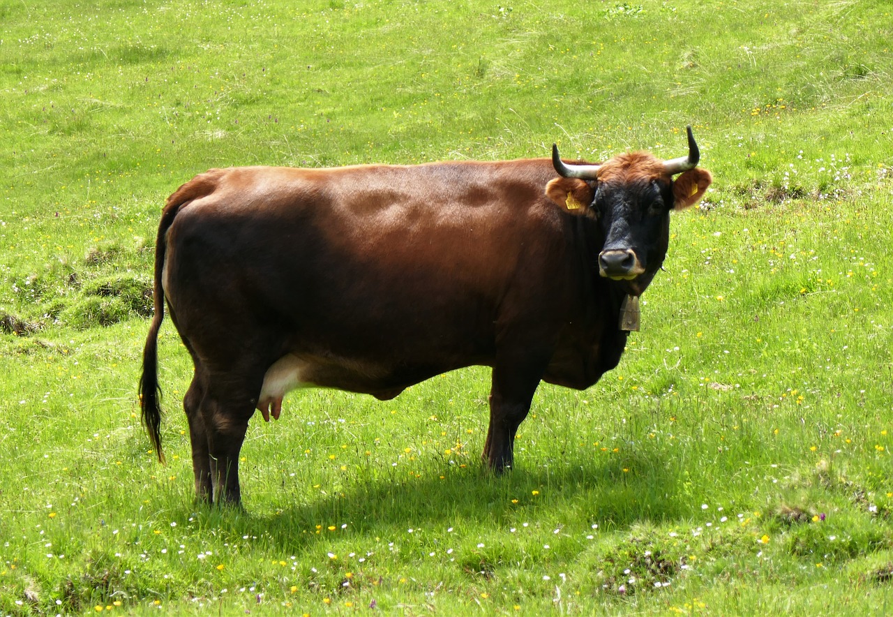 cow beef cattle free photo