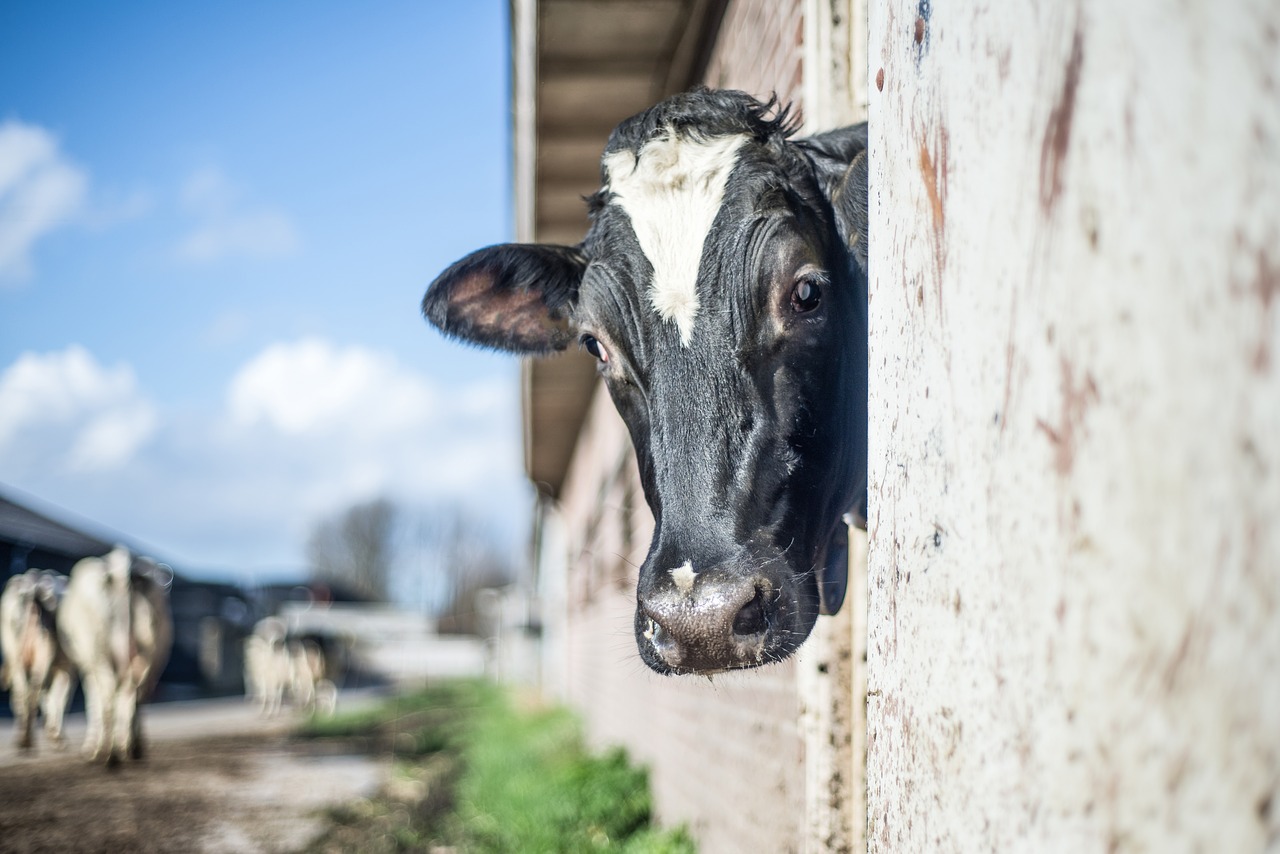 cow curious look free photo