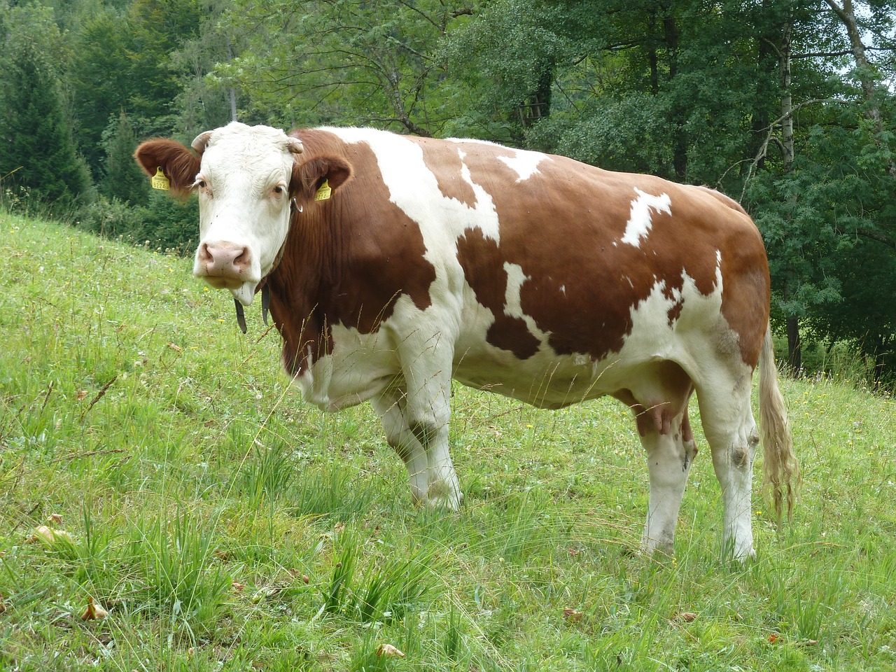 cow meadow grass free photo