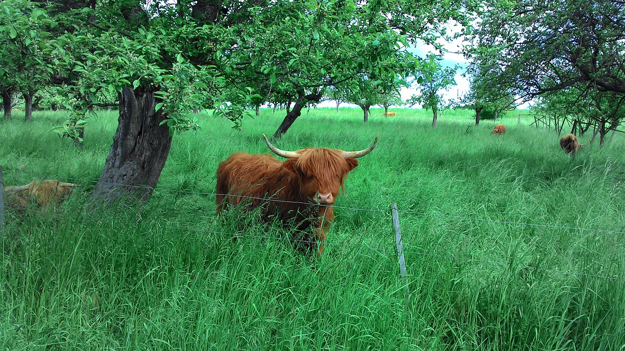 cow animals nature free photo