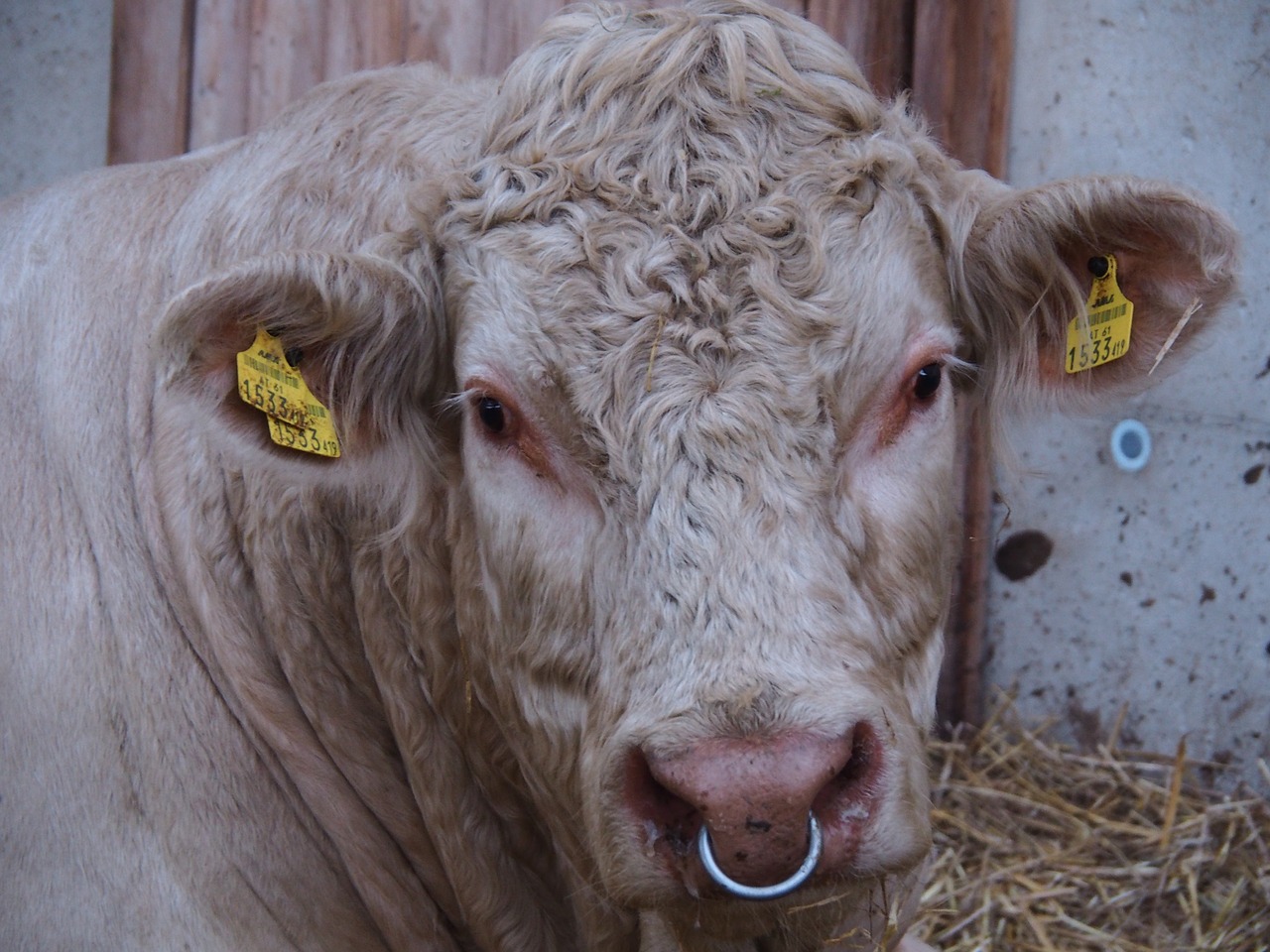 cow beef calf free photo