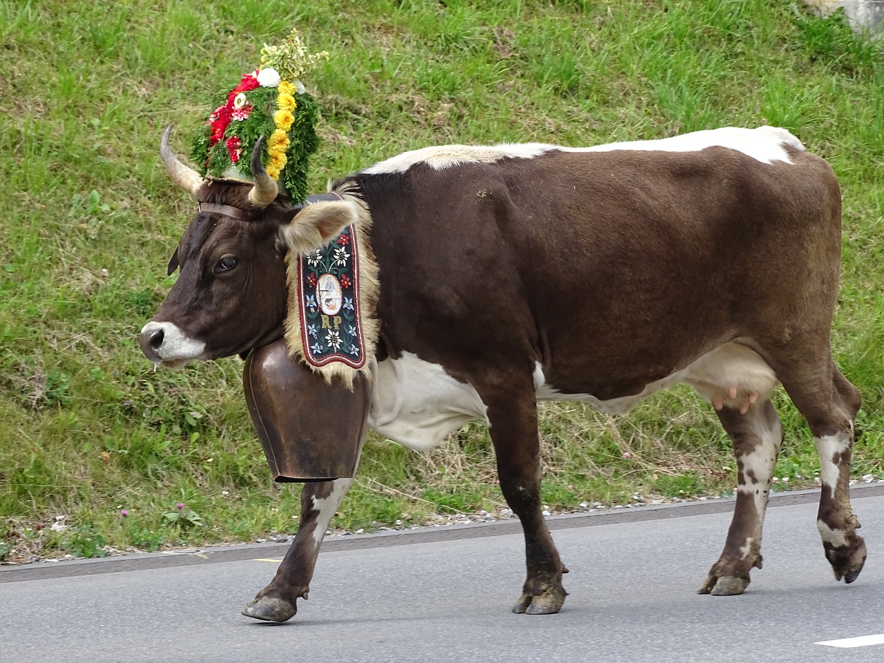 cow switzerland alp output free photo