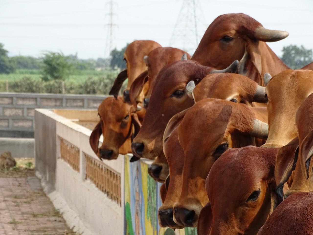 cow indian holy cow free photo