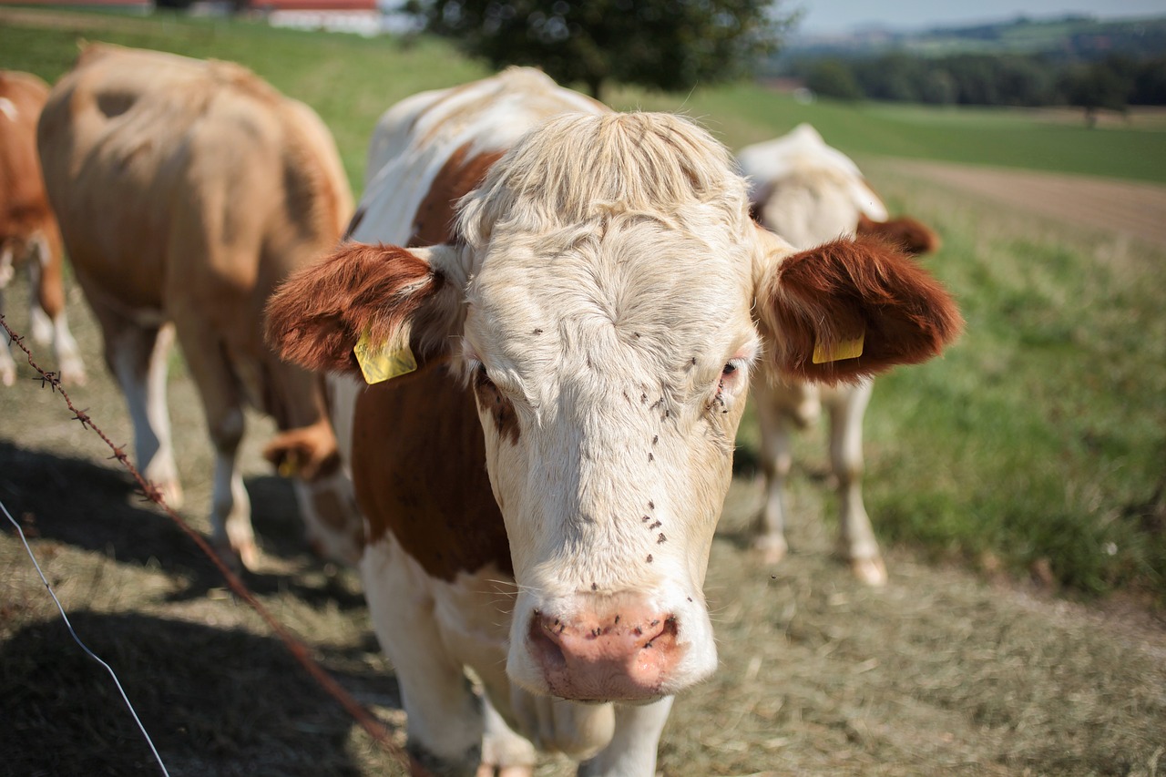 cow animal cows free photo