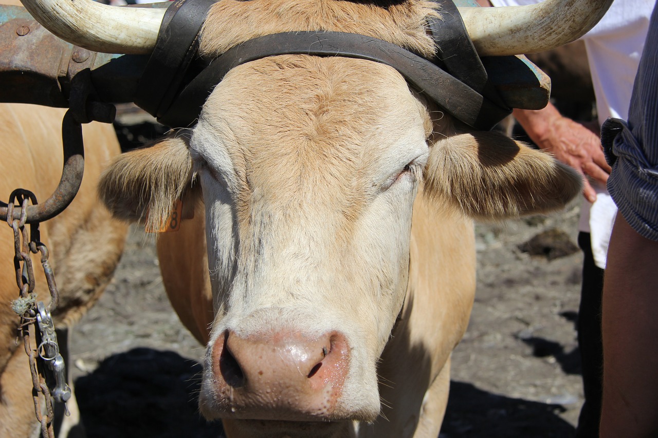cow halter horns free photo
