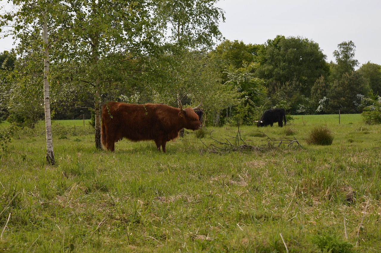 cow green meadow forest free photo