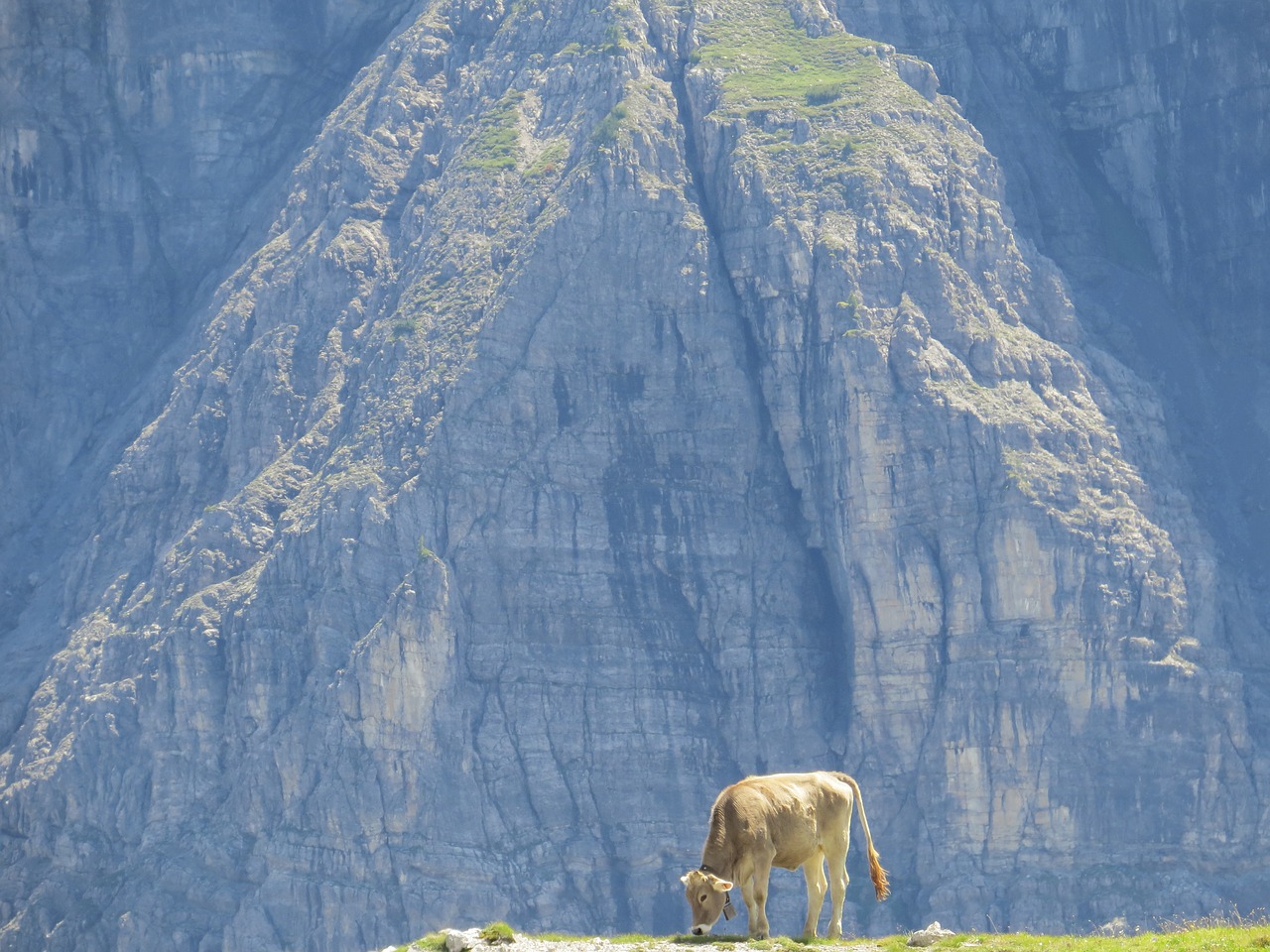 cow alpine outlook free photo